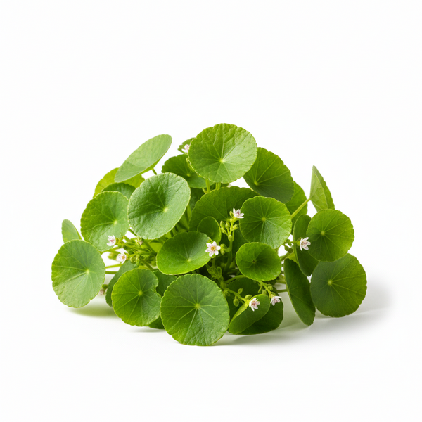Gotu Kola